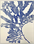 Blue Seaweed I - Collagraph Print