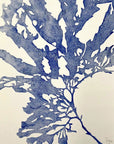 Blue Seaweed I - Collagraph Print